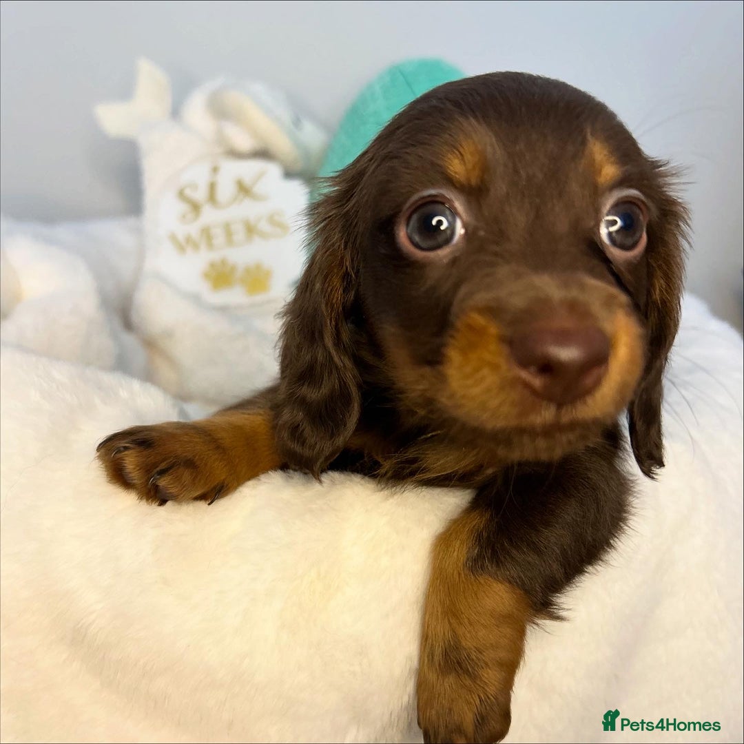 Miniature Dachshund dogs for sale: 🤍🐾 READY NEXT WEEK 🐾🤍 - Image 7