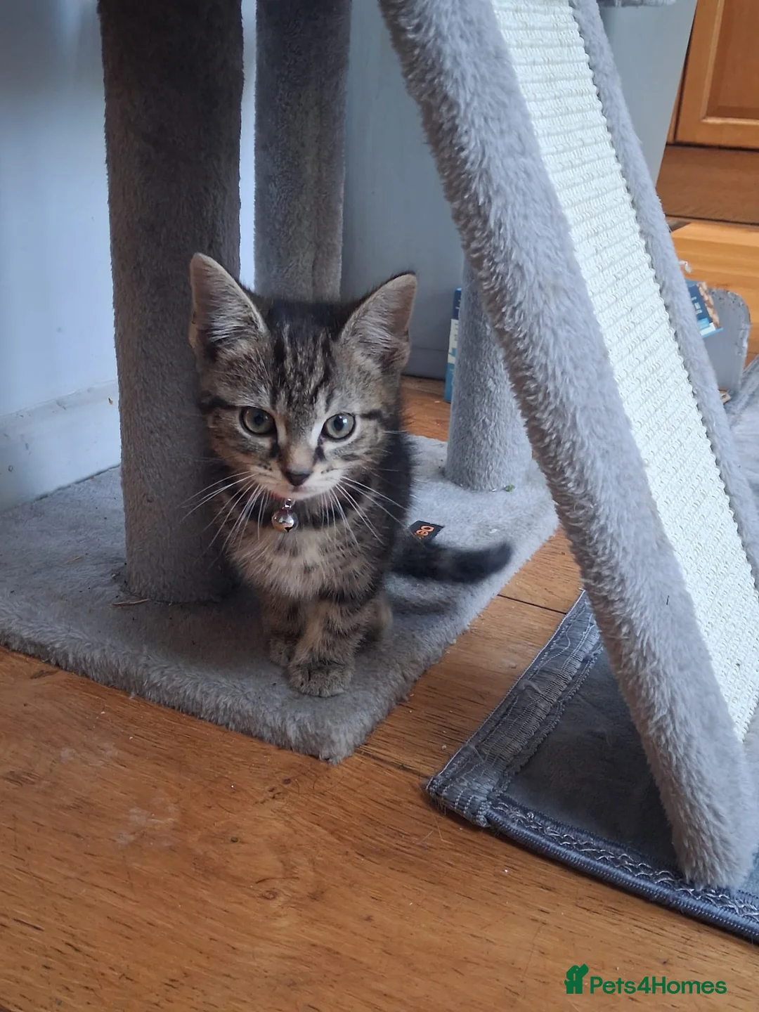 Mixed Breed cats for sale: Charlie  - Advert 3