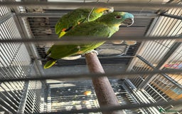 Parrots birds for sale: Amazon parrot - Image 2