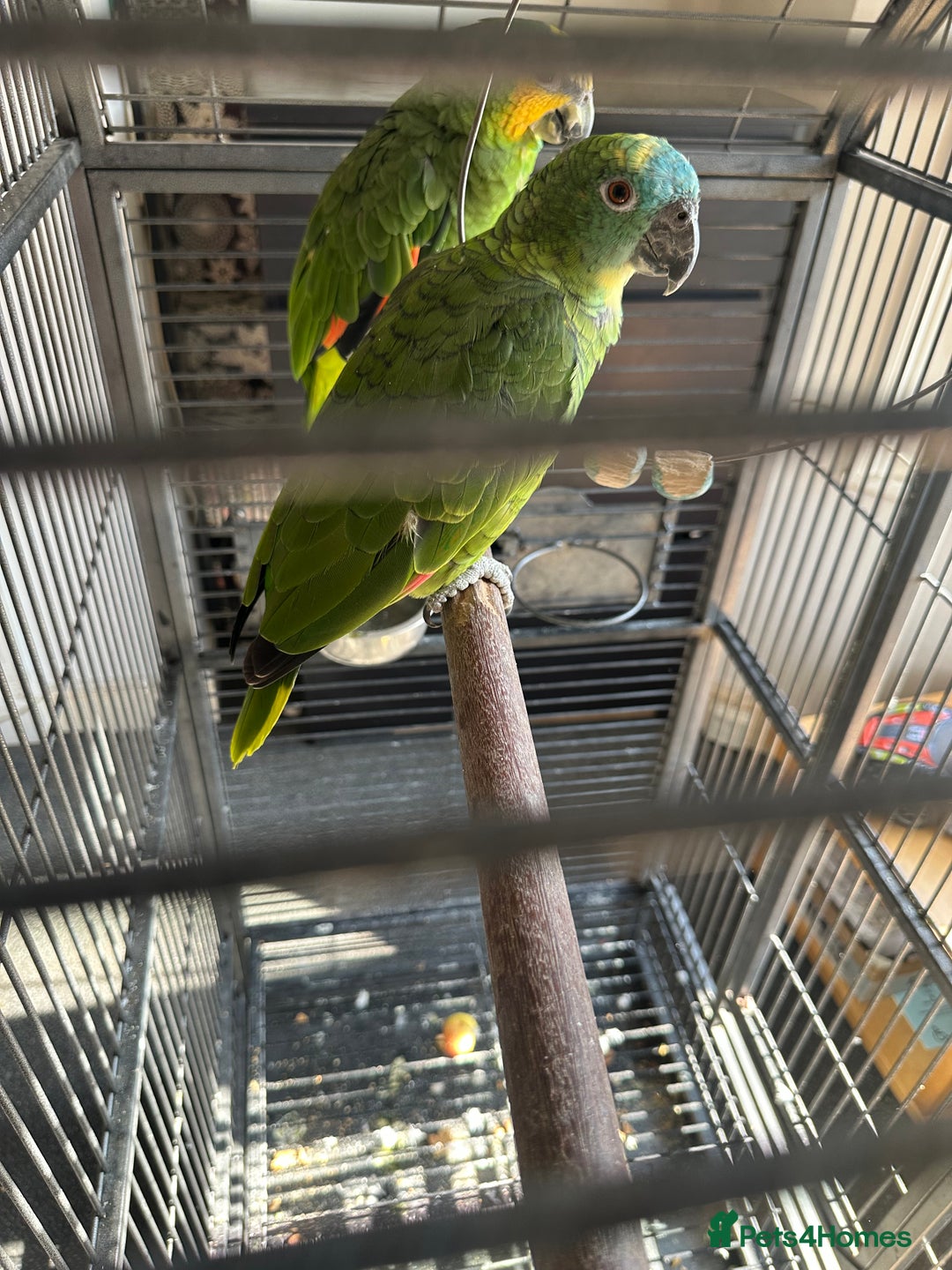 Parrots birds for sale: Amazon parrot - Image 2