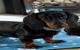 Dachshund dogs for sale: Ruby  - Image 12