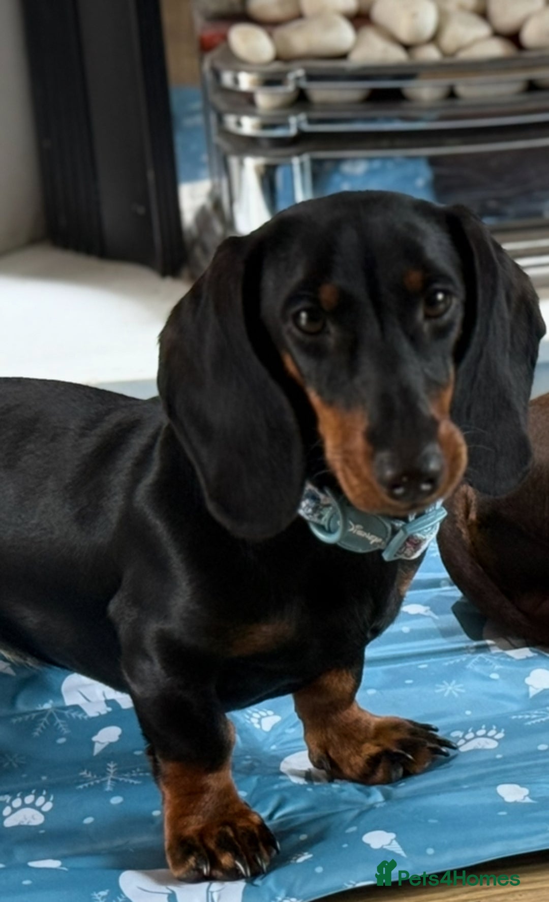 Dachshund dogs for sale: Ruby  - Image 12