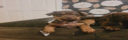 Patterdale Terrier dogs for sale: Chocolate  Patterdales  - Advert 7