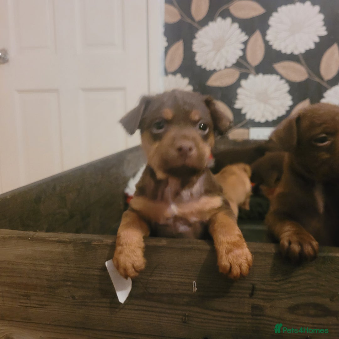 Patterdale Terrier dogs for sale: Chocolate  Patterdales  - Advert 7