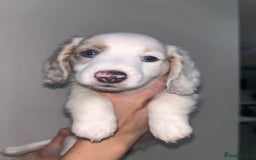 Miniature Dachshund dogs for sale: 4 MINIATURE DACHSHUND PUPPIES 🤍  - Advert 18