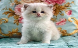 Ragdoll cats for sale: 3 blue bicolour boys  - Image 3