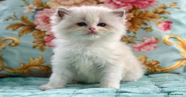 Ragdoll cats - Advert 14