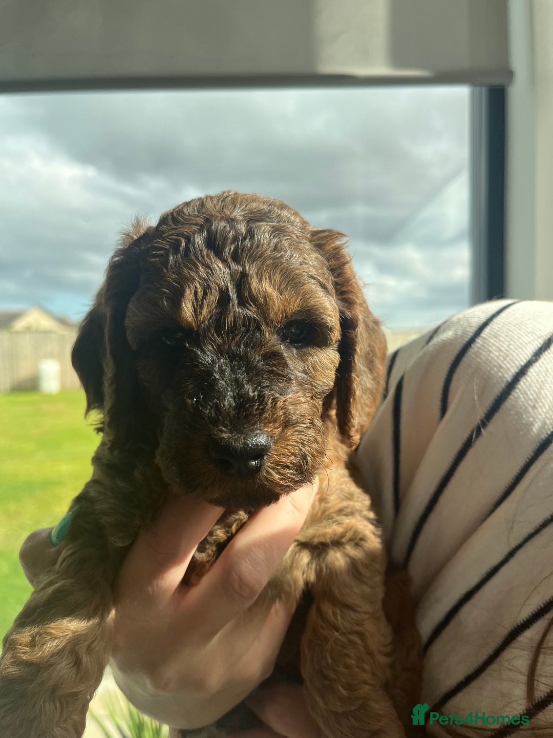 Cockapoo dogs for sale: Beautiful F3 cockapoo puppies 🩷🩷🩷💙 - Image 5