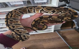 Python Snake reptiles for sale: Stunning snakes available - Image 14