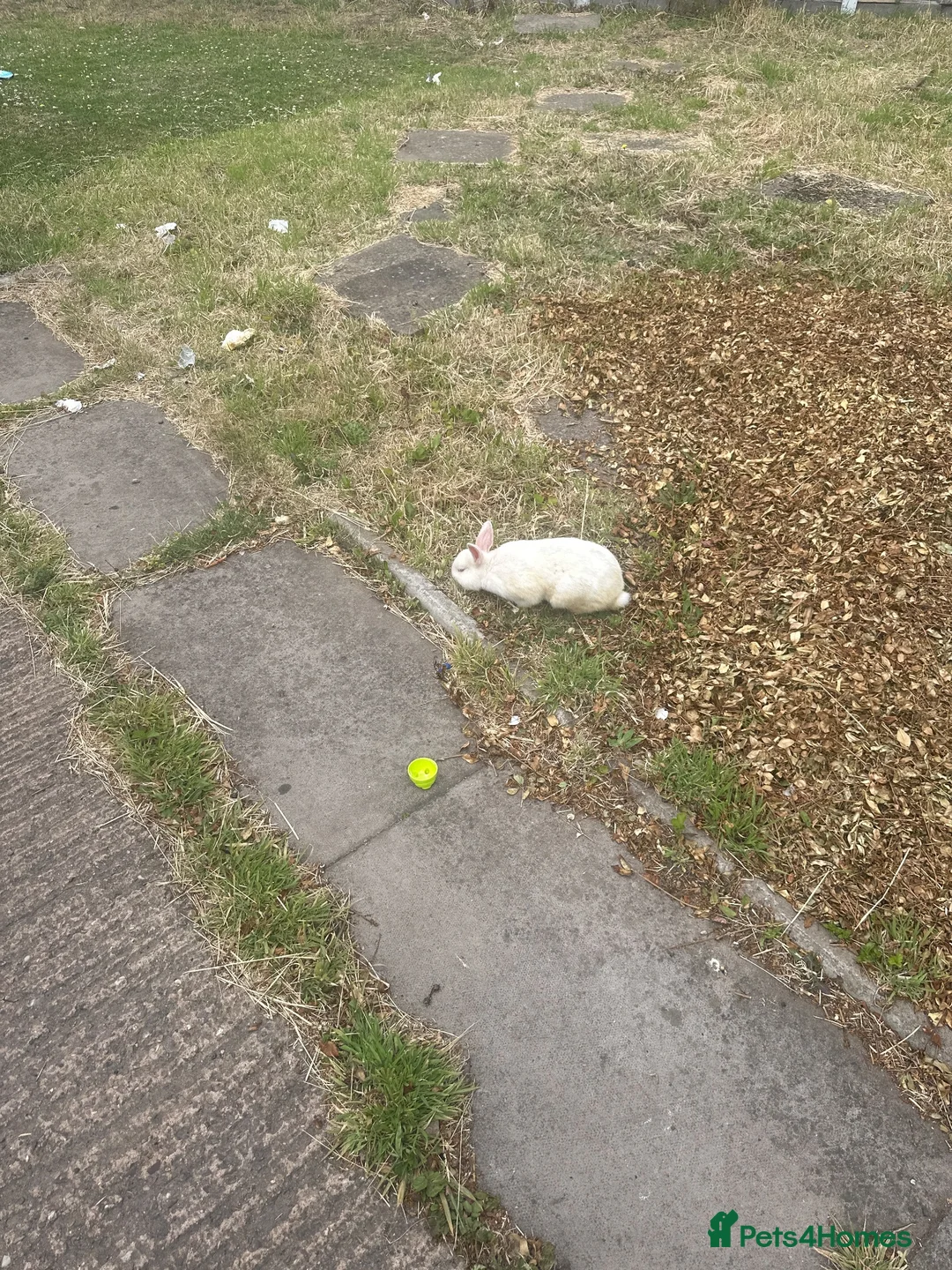 Mixed Breed rabbits for sale: 1 Male and 1 Female Rabbit - Advert 3