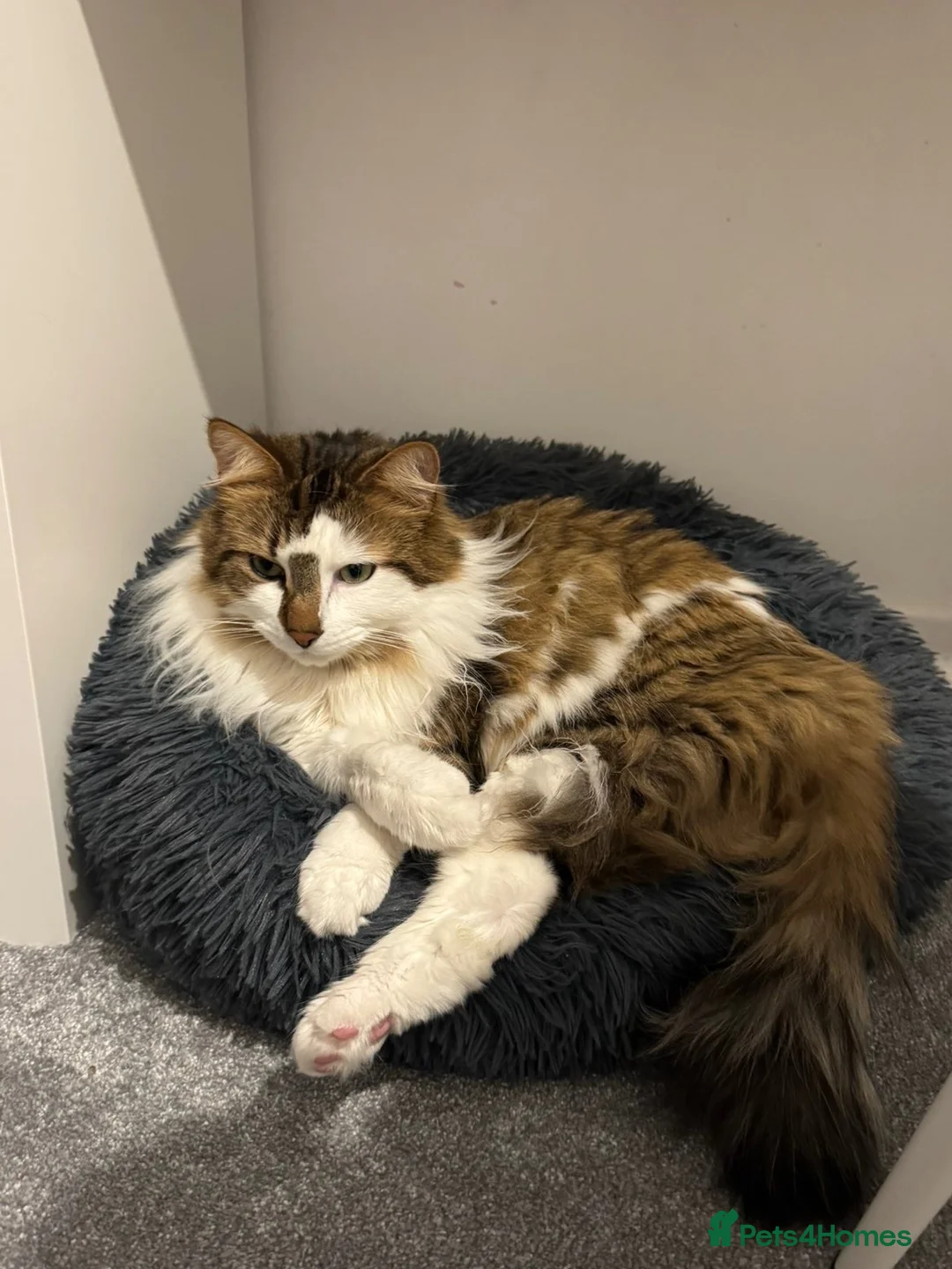 British Longhair cats for sale: British Longhair for sale  - Advert 4
