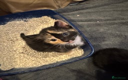 Domestic Shorthair cats for sale: 4 beautiful kittens  - Image 15