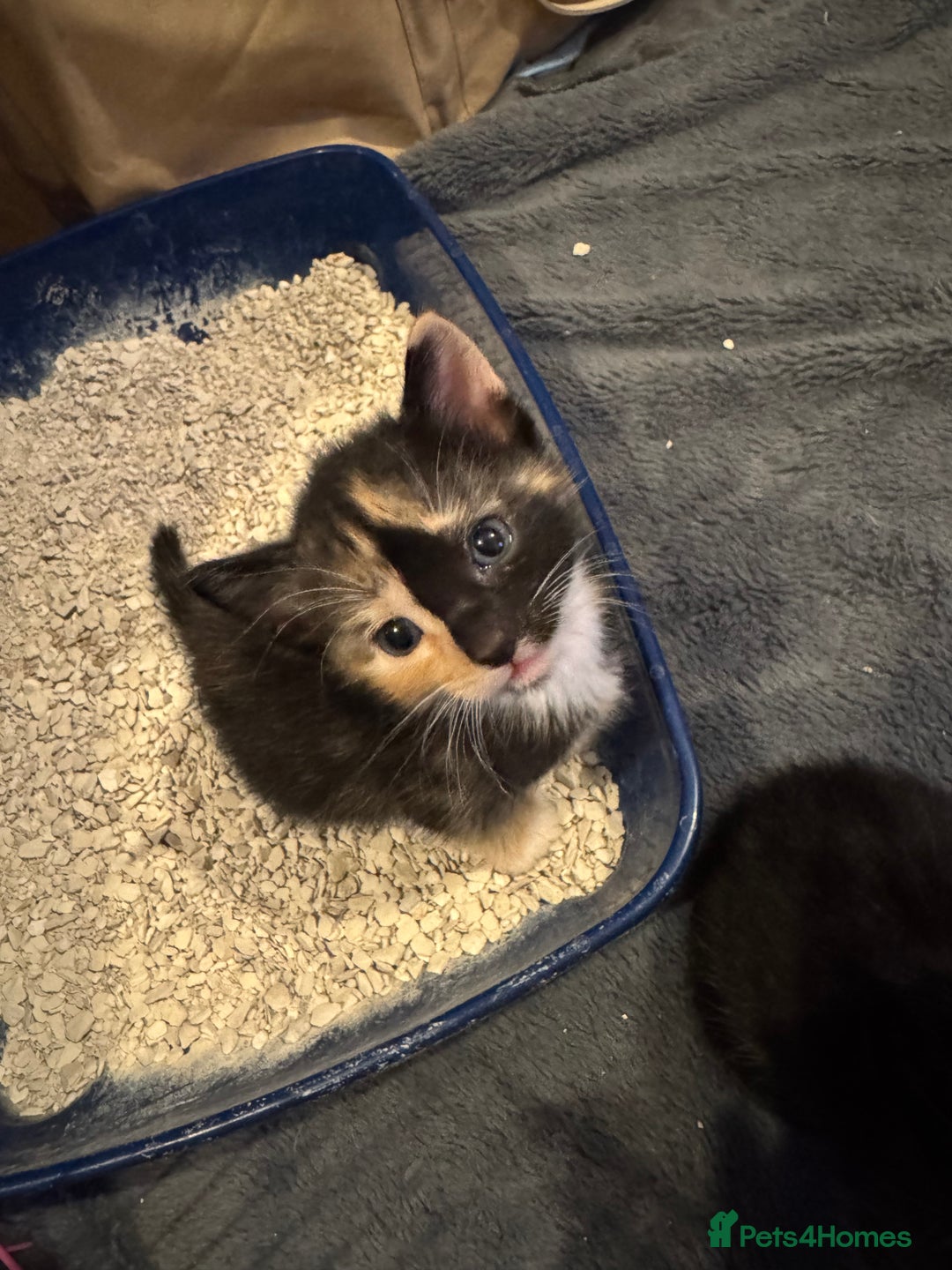 Domestic Shorthair cats for sale: 4 beautiful kittens  - Image 15
