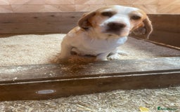 Beagle dogs for sale: 2 adult bitches and a 6 month tri boy - Image 2