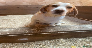 Beagle dogs - Advert 4