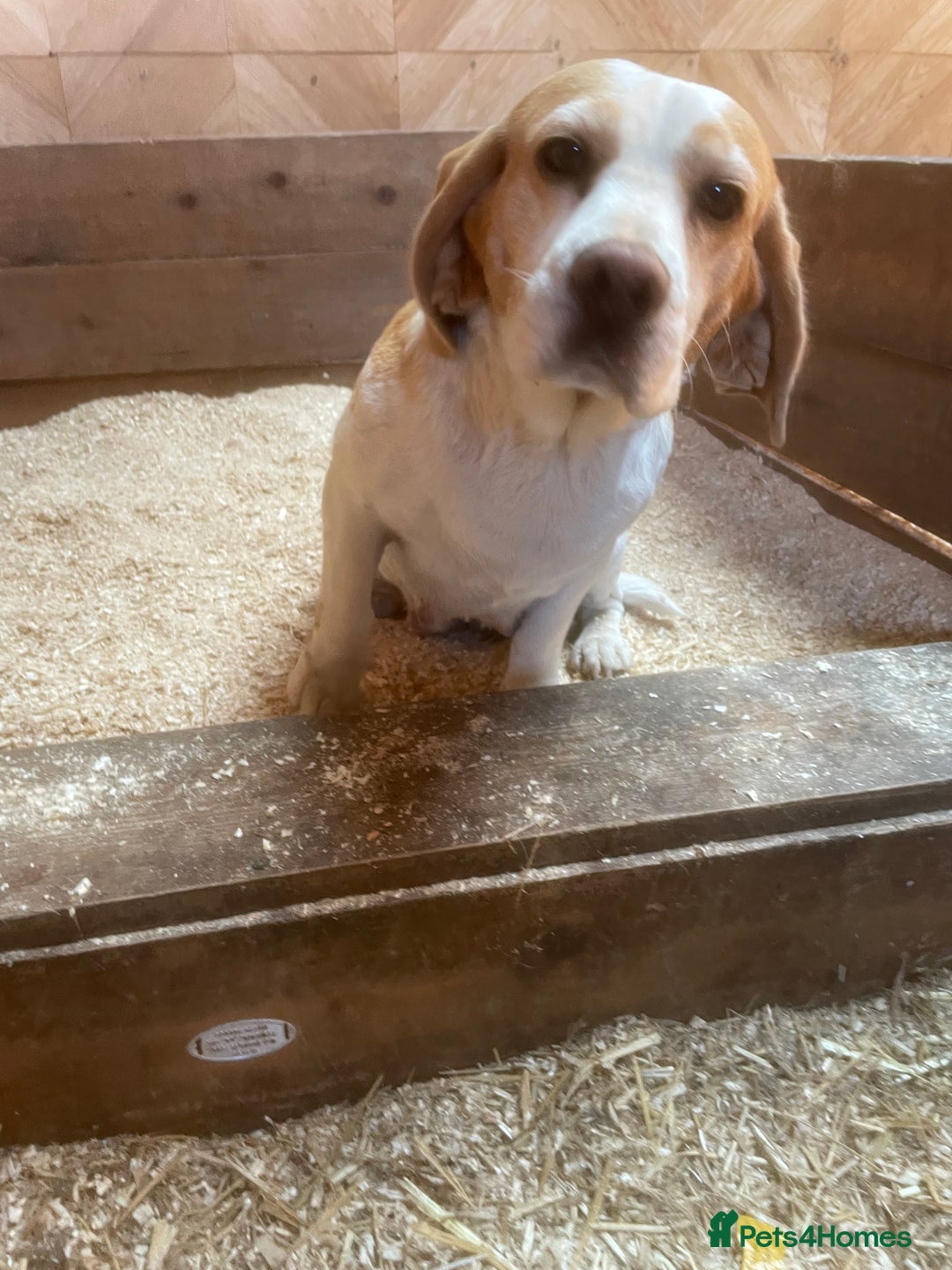 Beagle dogs for sale: 2 adult bitches and a 6 month tri boy - Image 2