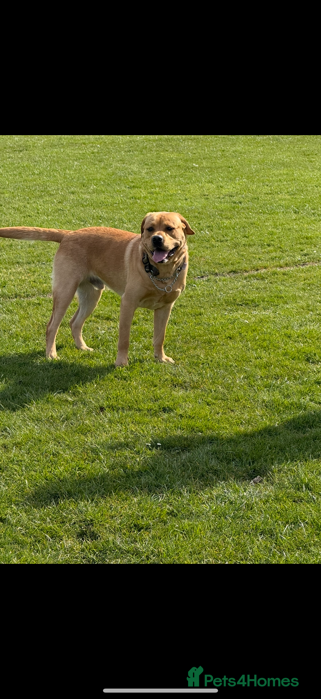 Labrador Retriever dogs for sale: Harvey KC registered  - Advert 4