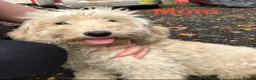 Cockapoo dogs for sale: Cockapoo puppies in Exeter - Advert 6