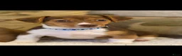 Jackshund dogs for sale: Two gorgeous daxi jacks ready now  - Advert 3