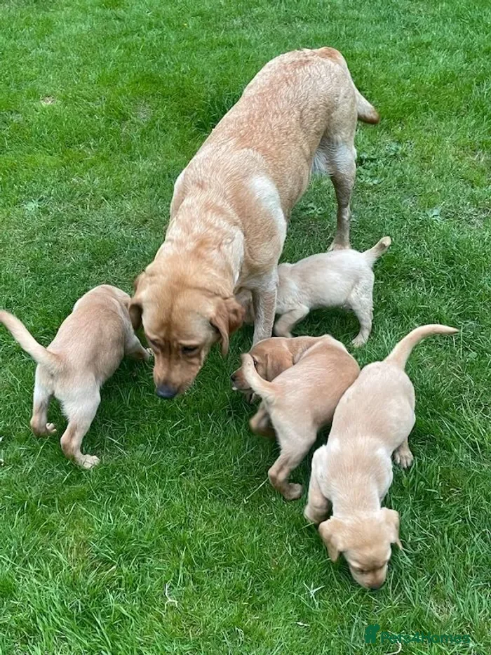 Labrador Retriever dogs Beautiful Golden Puppy - Advert 15