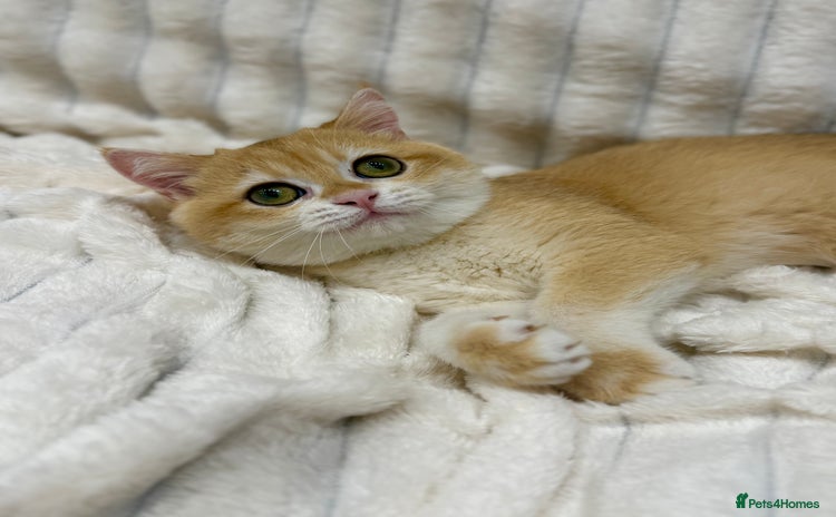 British Shorthair cats - Advert 1