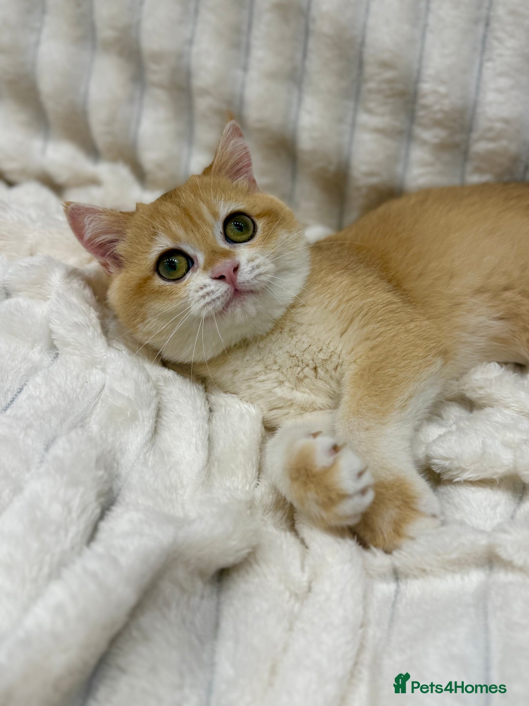 British Shorthair cats for sale: 🔥Exceptional GCCF pedigree golden BSH - Image 1