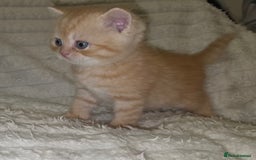 British Shorthair cats for sale: Beautiful unusual British shorthair kittens - Image 18