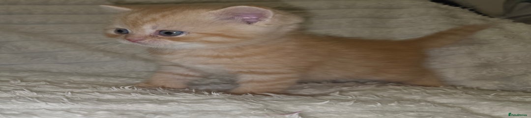 Solid red tabby boy (Hallow)