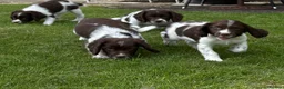 English Springer Spaniel dogs for sale: Very Well Bred Male Springer Spaniels - Advert 5