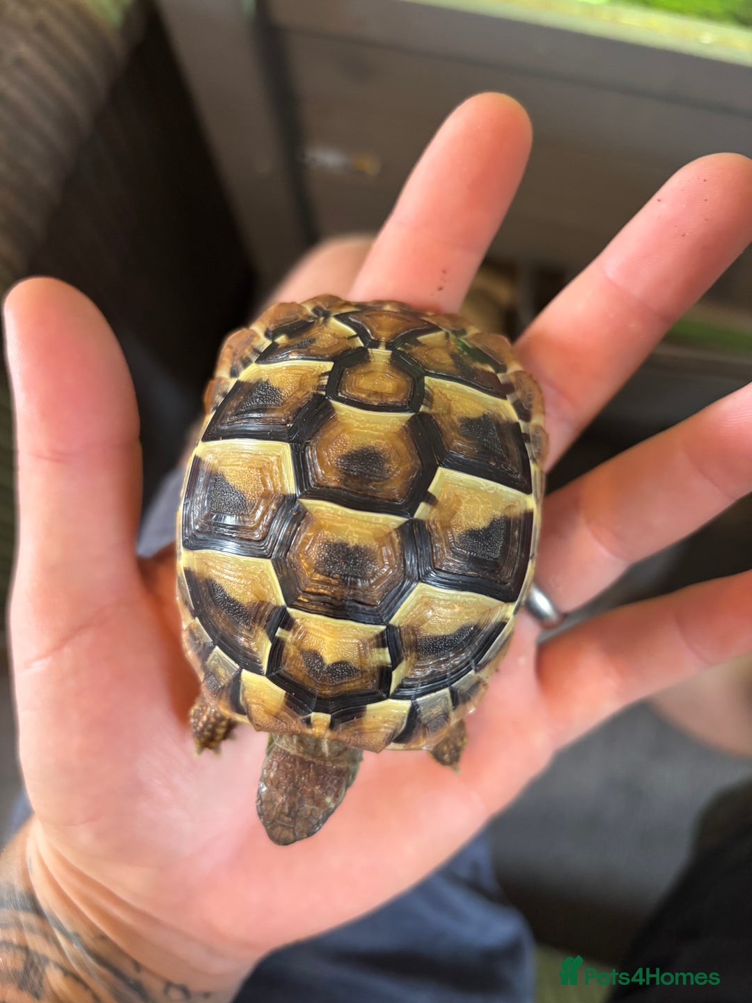 Hermann Tortoise reptiles for sale: Testudo hermanni, Hermanns tortoise for re home - Image 5