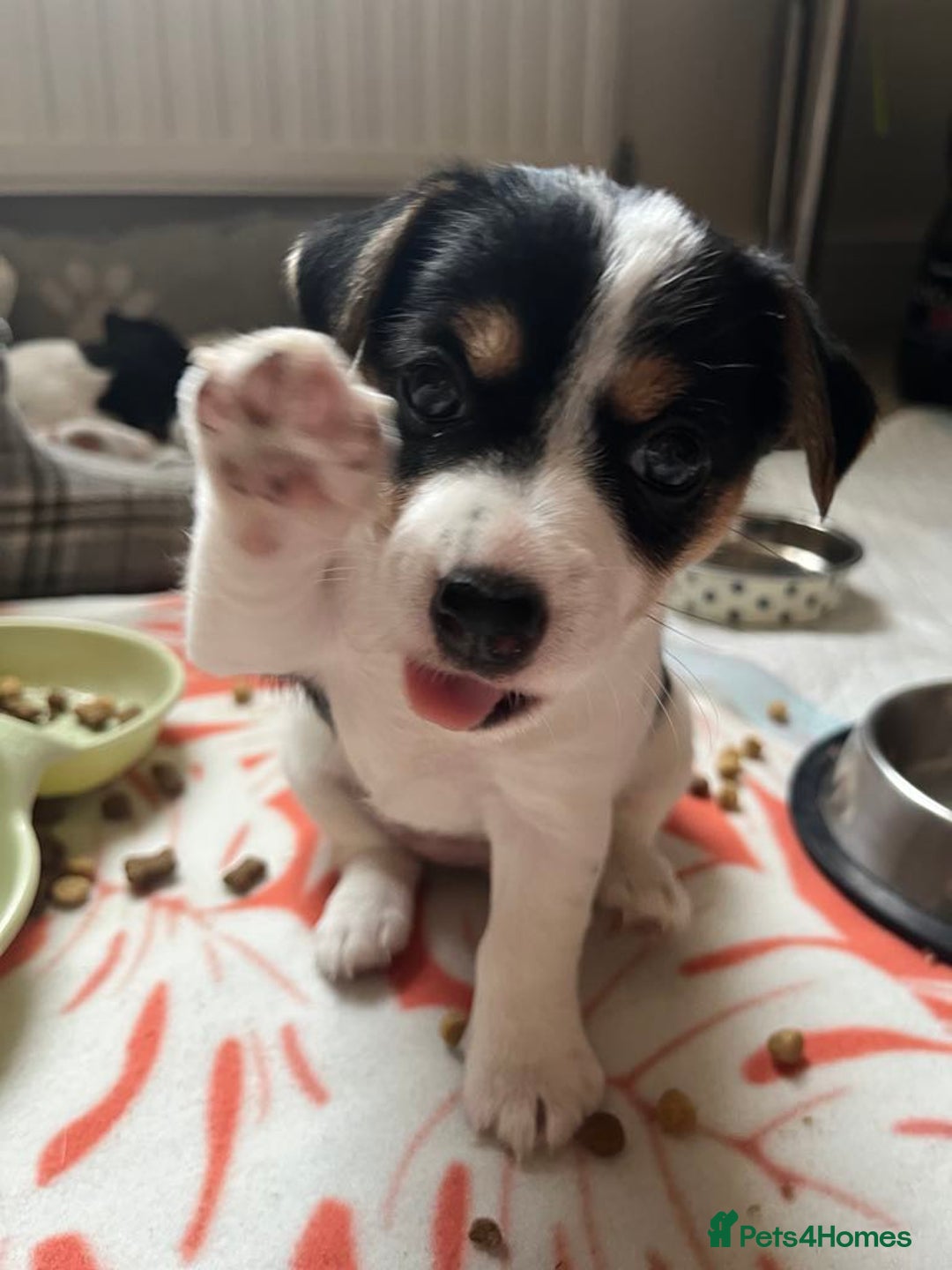 Jack Russell dogs for sale: Jack Russell puppies Lincolnshire  in Barrow-upon-Humber - Image 1