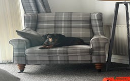 Miniature Dachshund dogs for sale: 2 4yr old daschunds for rehoming - Image 3
