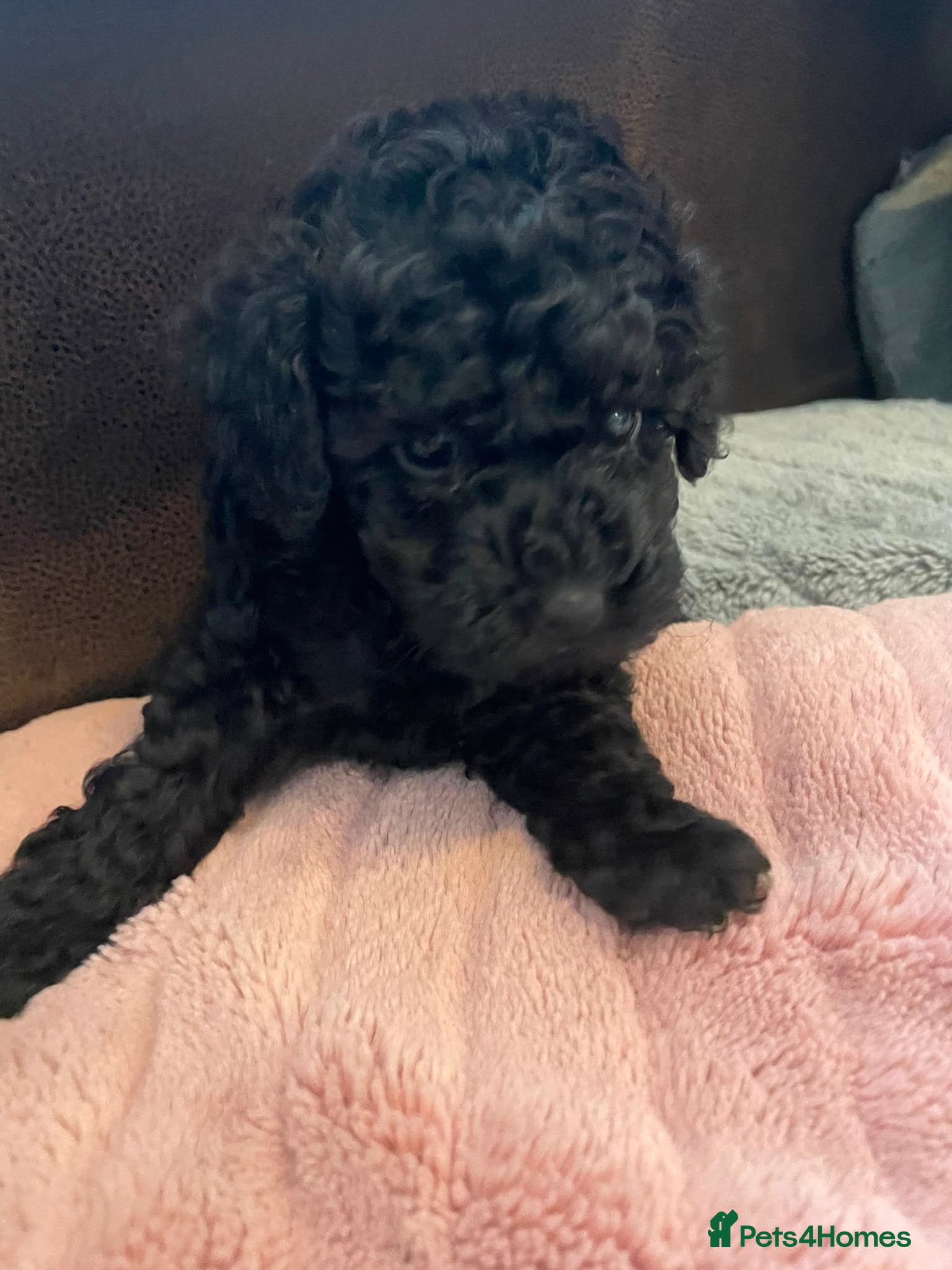 Toy Poodle dogs 🏡1 left 🩷 Ready to leave 🏡 - Advert 6