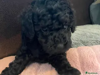 Toy Poodle dogs 🏡1 left 🩷 Ready to leave 🏡 - Advert 6
