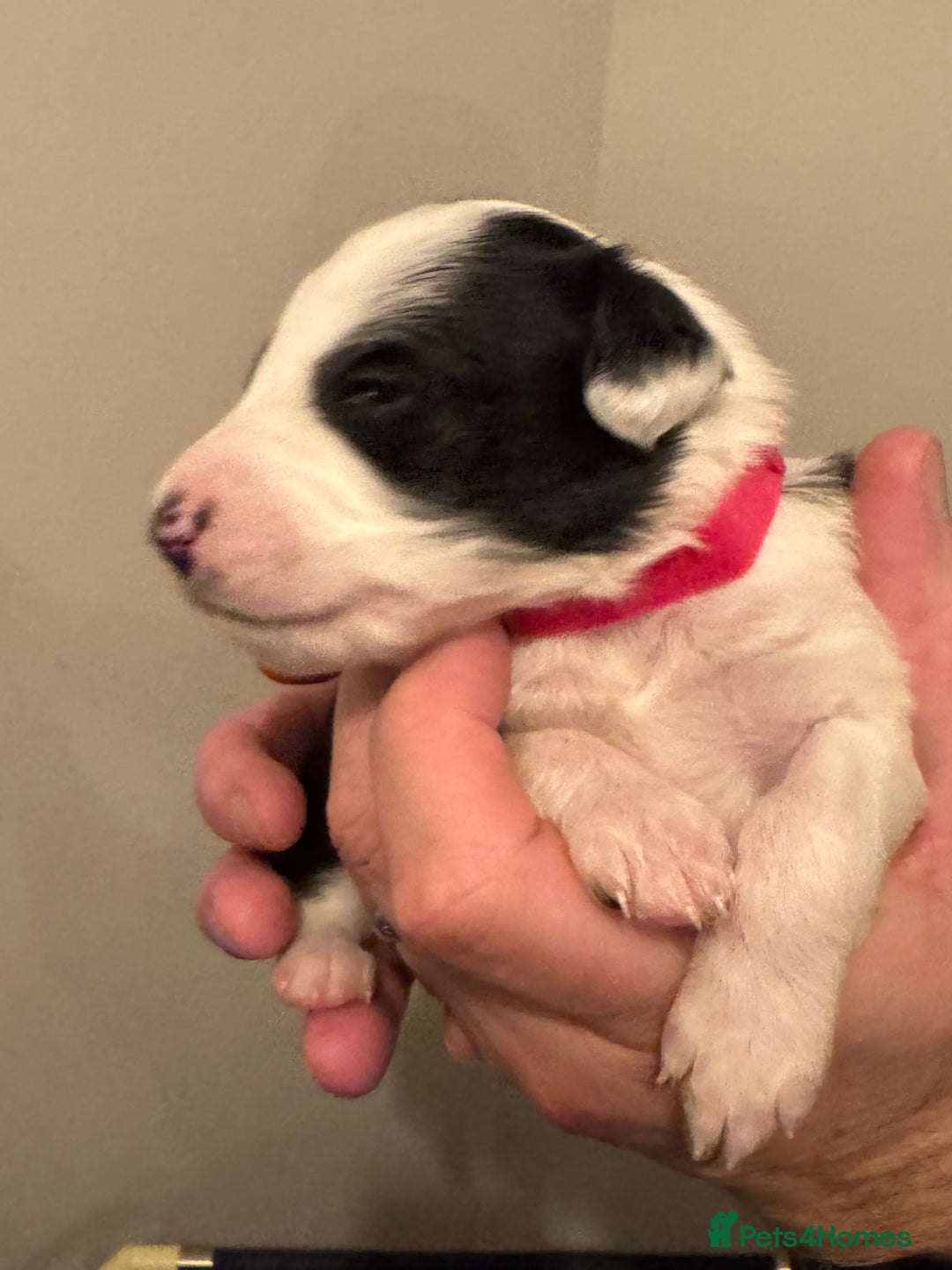 Bordoodle dogs for sale: 🐾 Beautiful Bordoodle Puppies Available 🐾 - Advert 17