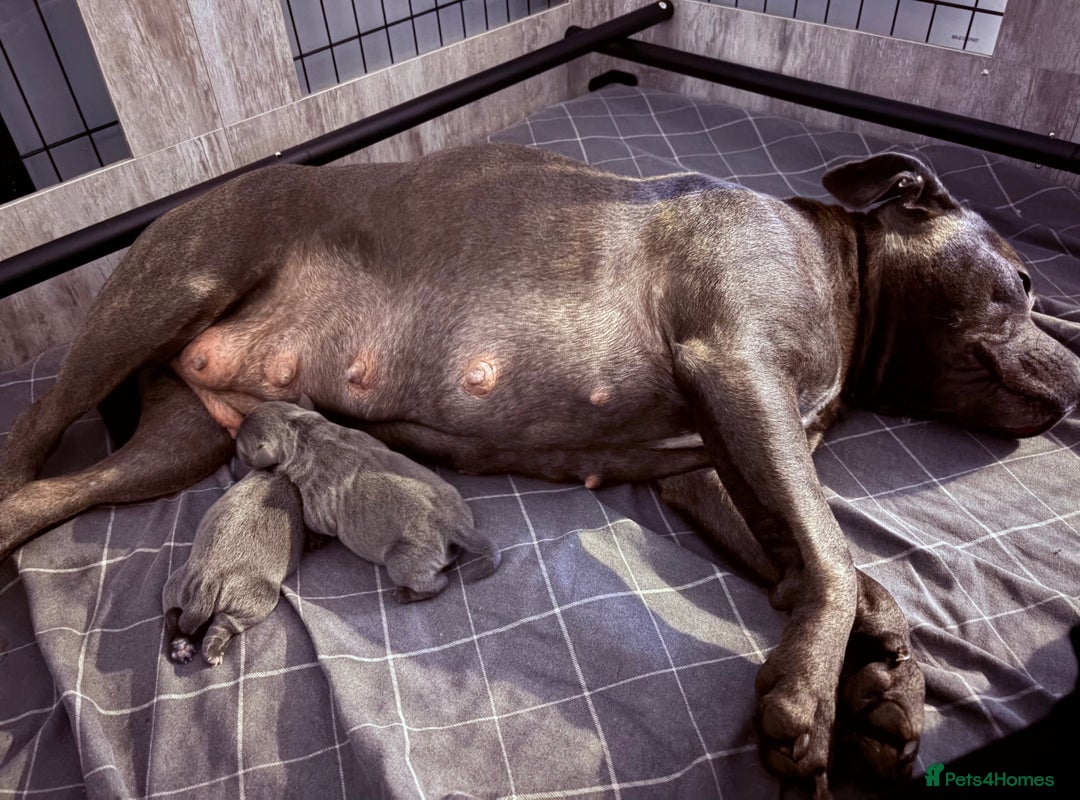 Staffordshire Bull Terrier dogs for sale: Blue Staffordshire bull terriers  - Advert 3