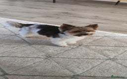 Biewer Terrier dogs for stud: Biewer Yorkshire Terrier for stud in Weston-super-Mare - Image 8