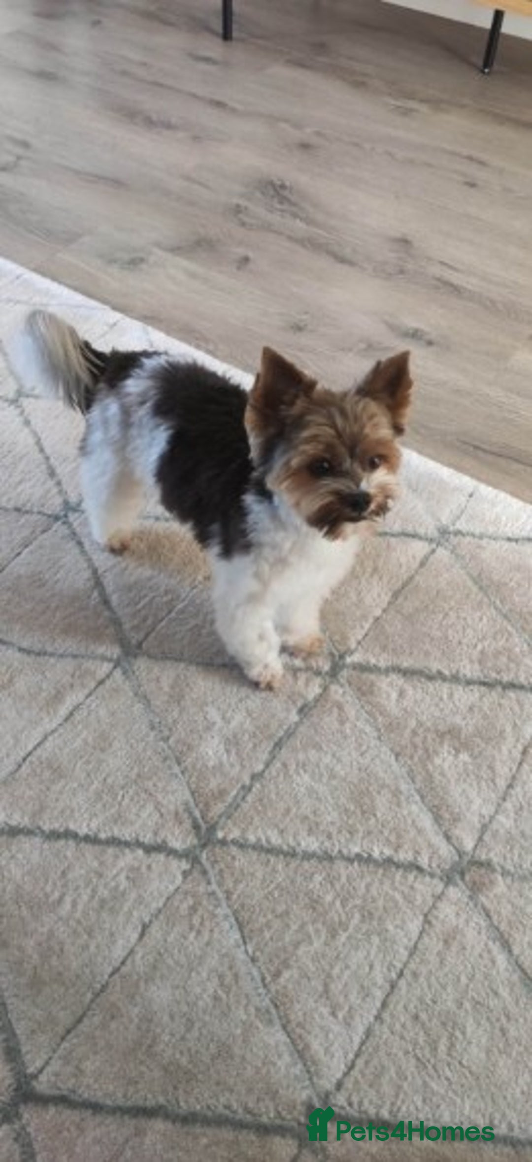 Biewer Terrier dogs for stud: Biewer Yorkshire Terrier for stud in Weston-super-Mare - Image 8