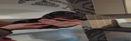 Miniature Dachshund dogs for sale: Kc reg miniature dashchund puppies  - Advert 12