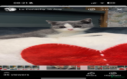 British Shorthair cats for sale: British short hair kittens  - Image 3