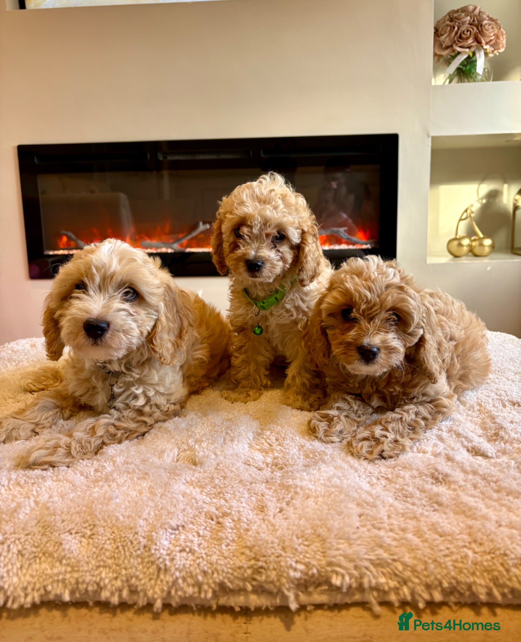 Cavapoo dogs Gorgeous Cavapoo puppies  - Advert 1