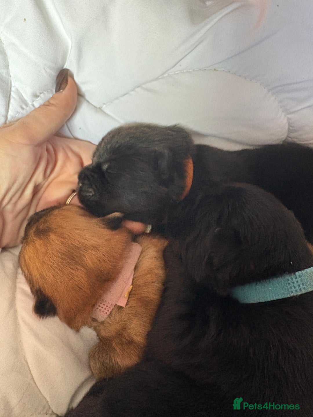 Chow Chow dogs for sale: Baby chow chows  - Image 1