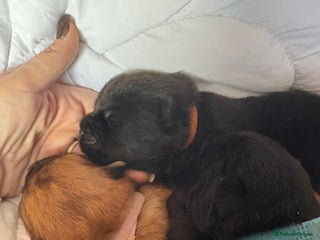 Chow Chow dogs - Advert 2