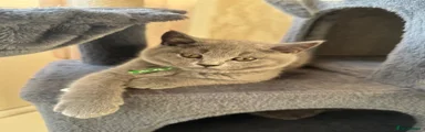 British Shorthair 2