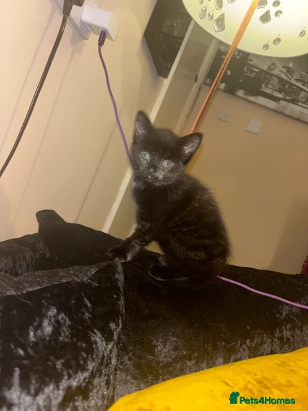 American Shorthair cats for sale: Female kitten for sale  - Advert 1