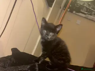 American Shorthair cats Female kitten for sale - Advert 10