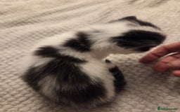 Domestic Shorthair cats for sale: Kittens for sale - Image 8