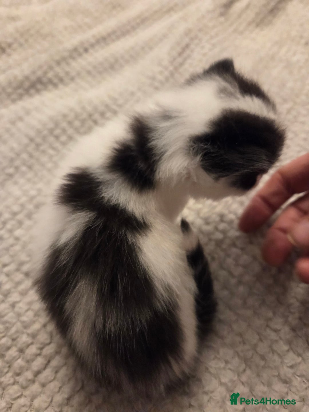 Domestic Shorthair cats for sale: Kittens for sale - Image 8