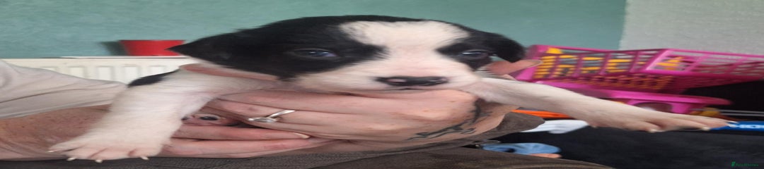 Sprollie Puppy (Wallace)