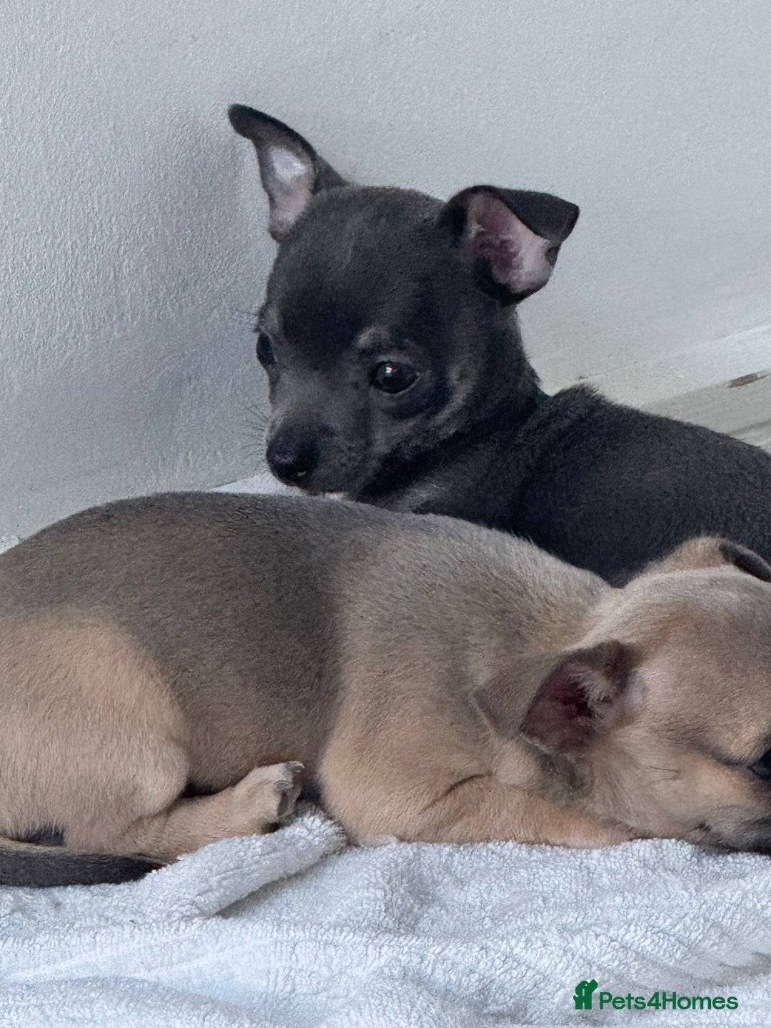 Chihuahua dogs for sale: Blue and Tan pure breed chihuahua girls 💙💛 - Advert 2